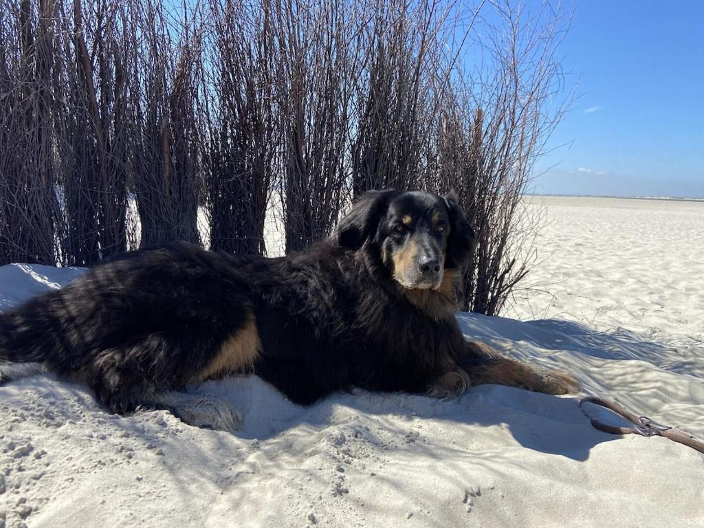 Ferien Im Wangerland Ferienwohnung Leuchtturm Minsen Schillig Hund Pool Sauna Norderaltendeich ภายนอก รูปภาพ